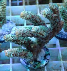 画像1: No.127 バーミキュラータ (1)