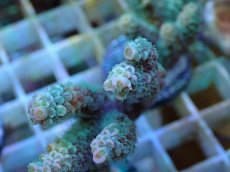 画像2: No.127 バーミキュラータ (2)