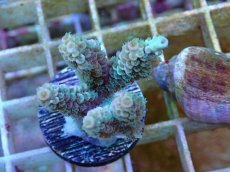 画像1: No.128 バーミキュラータ (1)