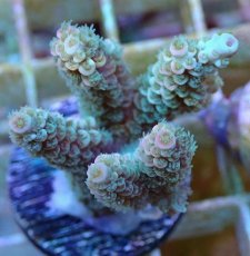 画像2: No.128 バーミキュラータ (2)