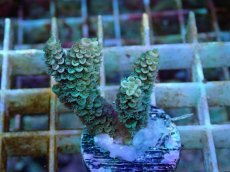 画像1: No.129 バーミキュラータ (1)