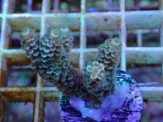 画像2: No.129 バーミキュラータ (2)