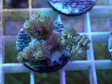 画像1: No.130 バーミキュラータ (1)