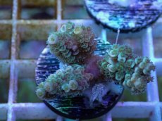 画像2: No.130 バーミキュラータ (2)