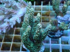 画像1: No.131 バーミキュラータ (1)