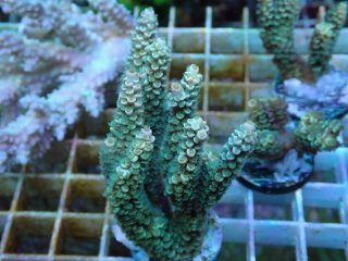 SPS 7種類 サンゴ SPS全品 - AQUASTYLE YOU（アクアスタイルユー）