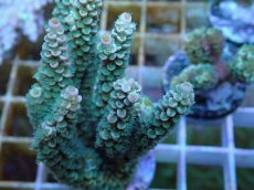 画像2: No.131 バーミキュラータ (2)