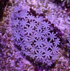 画像1: No.2 フィジー産 クダサンゴ (1)