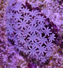 画像2: No.2 フィジー産 クダサンゴ (2)