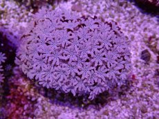 画像1: No.3 フィジー産 クダサンゴ (1)