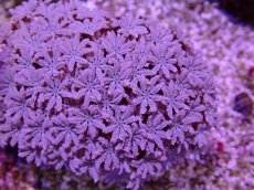 画像2: No.3 フィジー産 クダサンゴ (2)