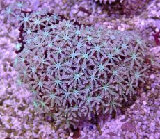 画像1: No.4 フィジー産 クダサンゴ (1)