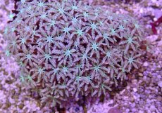 画像2: No.4 フィジー産 クダサンゴ (2)