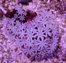 画像1: No.5 フィジー産 クダサンゴ (1)