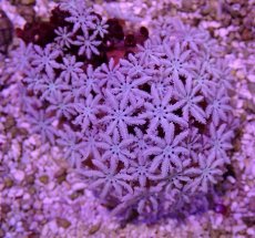 画像2: No.5 フィジー産 クダサンゴ (2)