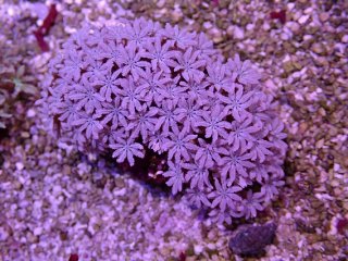 No.3 スターポリプを買うならアクアスタイルユー 大阪のサンゴ専門店