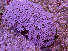 画像2: No.6 フィジー産 クダサンゴ (2)