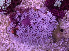 画像1: No.7 フィジー産 クダサンゴ (1)