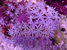 画像2: No.7 フィジー産 クダサンゴ (2)