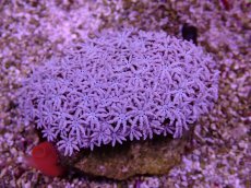 画像1: No.8 フィジー産 クダサンゴ (1)