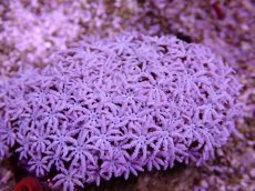 画像2: No.8 フィジー産 クダサンゴ (2)