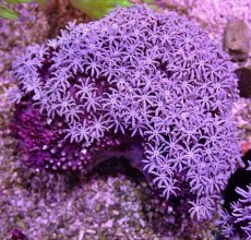 画像1: No.9 フィジー産 クダサンゴ (1)