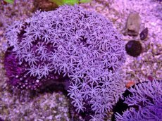 画像2: No.9 フィジー産 クダサンゴ (2)