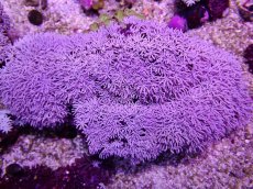 画像1: No.10 フィジー産 クダサンゴ (1)