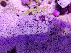 画像2: No.10 フィジー産 クダサンゴ (2)