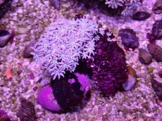 画像1: No.11 フィジー産 クダサンゴ (1)