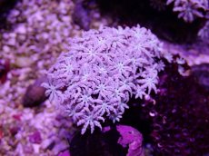 画像2: No.11 フィジー産 クダサンゴ (2)