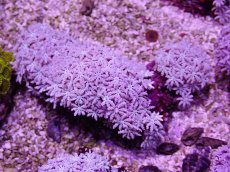 画像1: No.12 フィジー産 クダサンゴ (1)