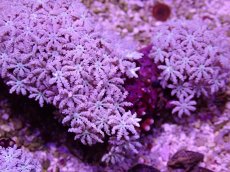 画像2: No.12 フィジー産 クダサンゴ (2)