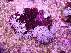 画像1: No.13 フィジー産 クダサンゴ (1)