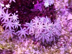 画像2: No.13 フィジー産 クダサンゴ (2)