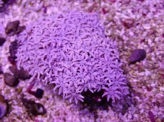 画像1: No.14 フィジー産 クダサンゴ (1)