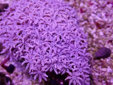 画像2: No.14 フィジー産 クダサンゴ (2)