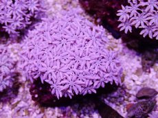 画像1: No.15 フィジー産 クダサンゴ (1)