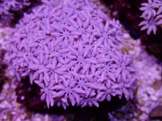 画像2: No.15 フィジー産 クダサンゴ (2)