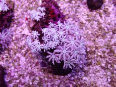 画像1: No.16 フィジー産 クダサンゴ (1)