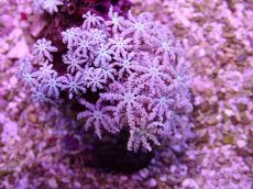 画像2: No.16 フィジー産 クダサンゴ (2)