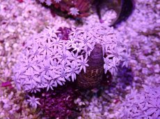 画像1: No.17 フィジー産 クダサンゴ (1)