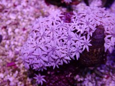 画像2: No.17 フィジー産 クダサンゴ (2)