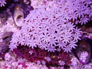 ライブロック ミックスザイズ を買うならアクアスタイルユー 海水魚