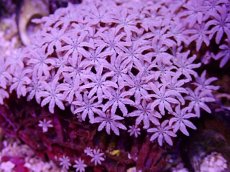 画像2: No.18 フィジー産 クダサンゴ (2)