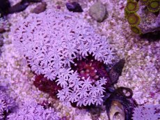 画像1: No.19 フィジー産 クダサンゴ (1)