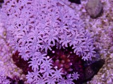 画像2: No.19 フィジー産 クダサンゴ (2)