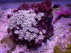 画像1: No.20 フィジー産 クダサンゴ (1)