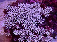 画像2: No.20 フィジー産 クダサンゴ (2)