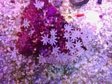 画像1: No.21 フィジー産 クダサンゴ (1)